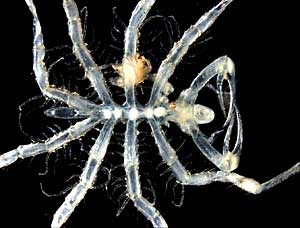 Sea Spider © Claudia Arango Sea Spider