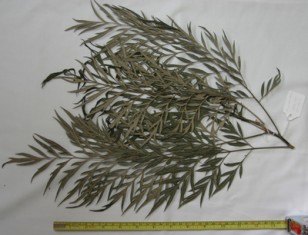 Grevillea robusta specimen in Morphbank Grevillea robusta specimen in Morphbank
