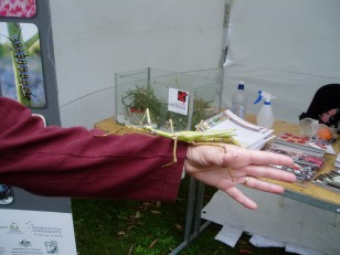 ANBG Open Day 2010 - Annette holding the stick insect