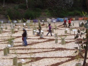 ANBG Open Day 2010 - Visitors walking the Acacia tree of trees