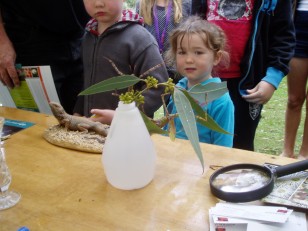 ANBG Open Day 2010 - Close up of two stick insects