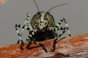 Female Mountain Katydid found at Muldoons, Image: Julian Finn, Source: Museum Victoria Female Mountain Katydid found at Muldoons, Image: Julian Finn, Source: Museum Victoria