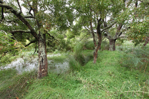 Open woodland at Kurtonitj, one of the properties that comprise the Winda Mara owned and managed areas. Image: Mark Norman, Source: Museum Victoria.