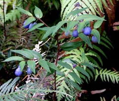 Native solomon's seal, Drymophilla Cyanocarpa. Photo courtesy of The Unique Flora of Tasmania.