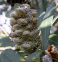 Banksia integrifolia