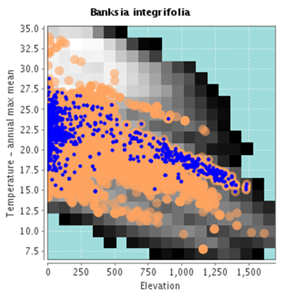 Banksia integrifolia occurrence with Banksia genus background