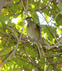 Lewin's Honeyeater