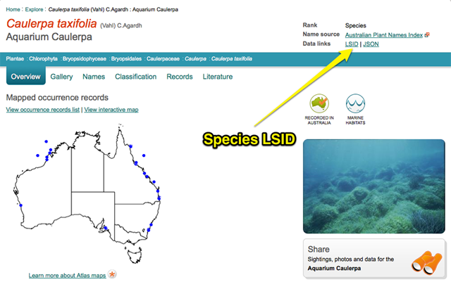Displaying the Data link for Species LSID