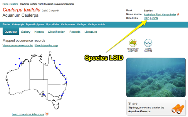 Displaying the Data link for Species LSID Displaying the Data link for Species LSID