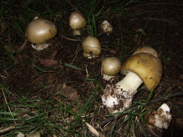 Deathcaps in Canberra parklands