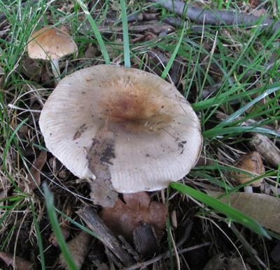Two different species of fungi growing side-by-side Two different species of fungi growing side-by-side