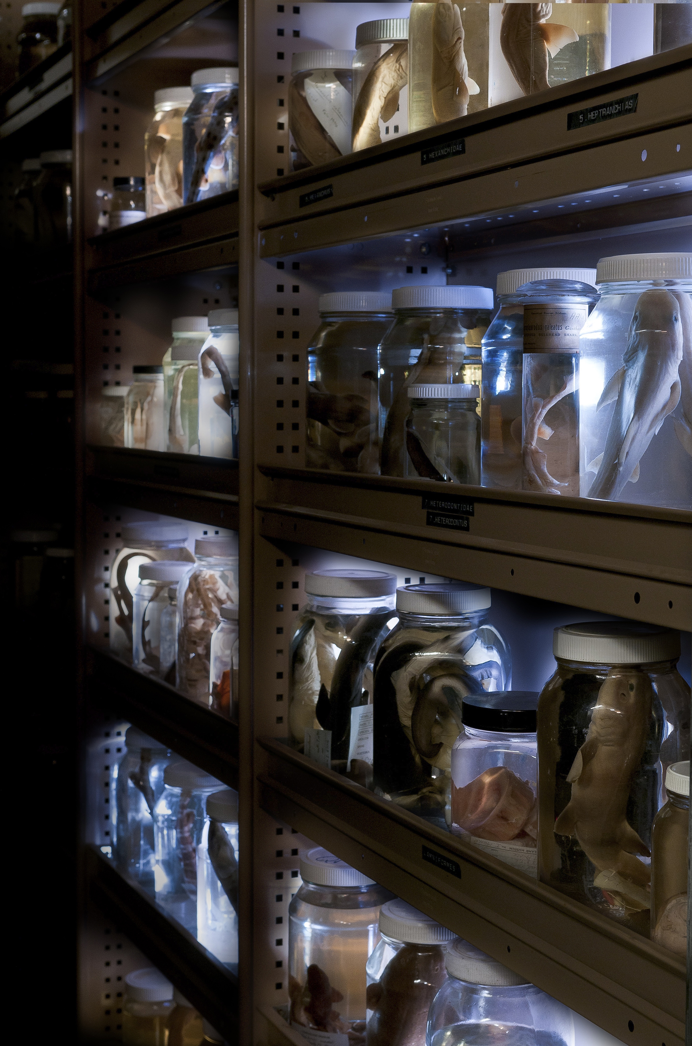 Specimen jars in the Marine Wet Collection Store, Queensland Museum