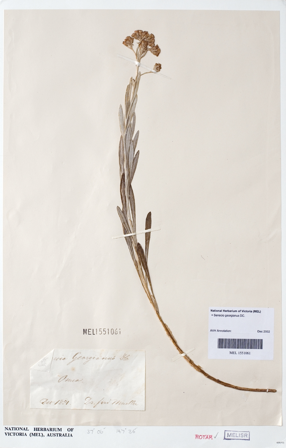 : A specimen of the Grey Groundsel, Senecio georgianus DC., collected in East Gippsland in 1854. This species, which is presumed extinct in the wild, is only know from herbarium specimens.